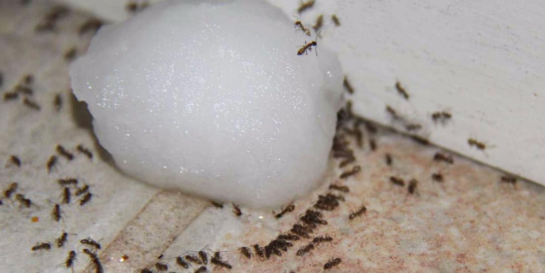 Débarrassez-vous des fourmis grâce à ces solutions naturelles dévastatrices!