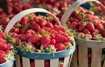 Les fraises du Québec pourraient coûter beaucoup plus cher cette année